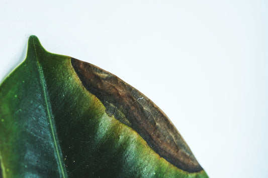 Hvordan påvirker temperatur planten min?