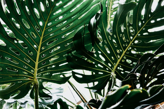 Hvor mye skal jeg gjødsle plantene om vinteren?