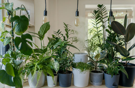 Hvordan kan jeg holde plantene friske og fine i vinter? 💡