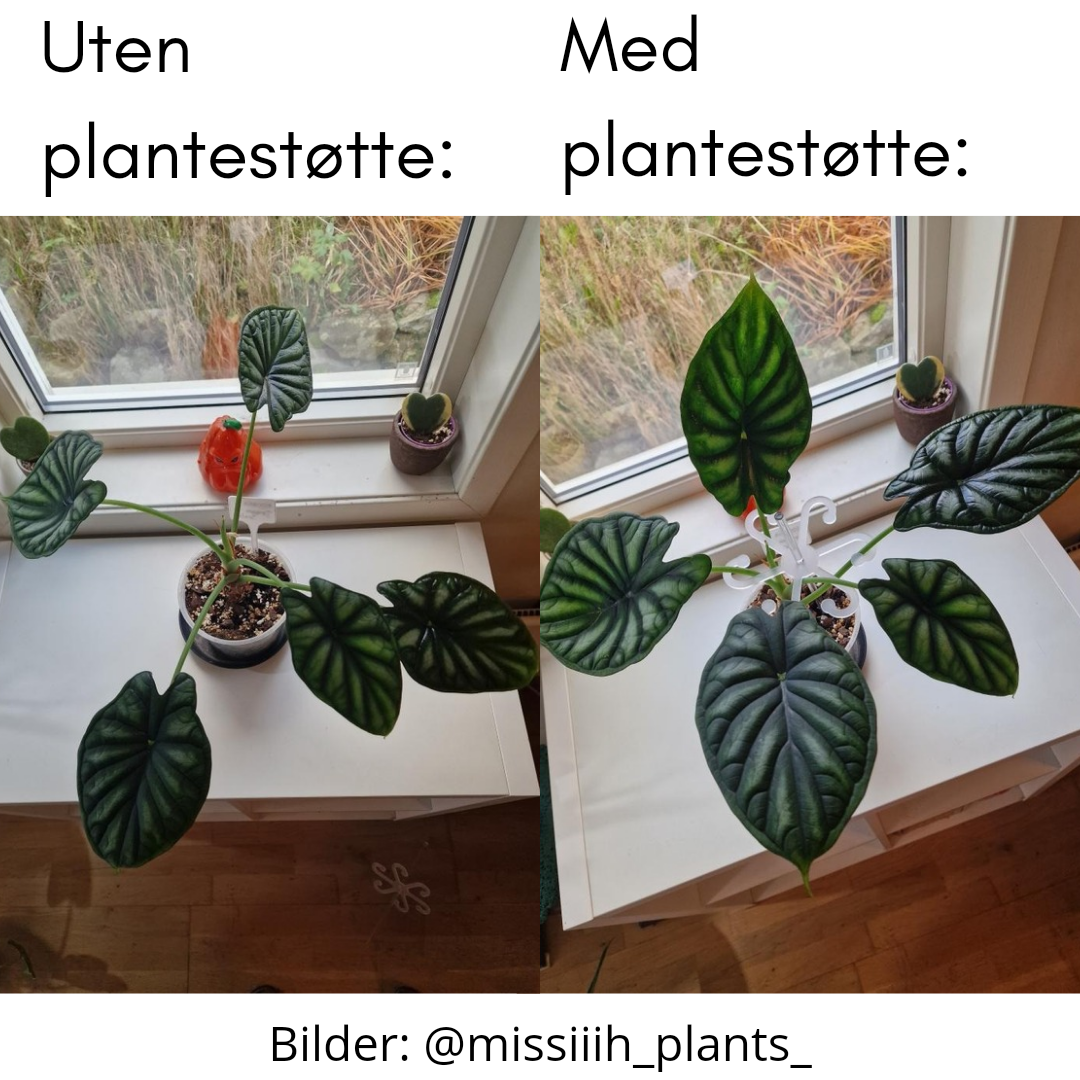 Plantestøtte