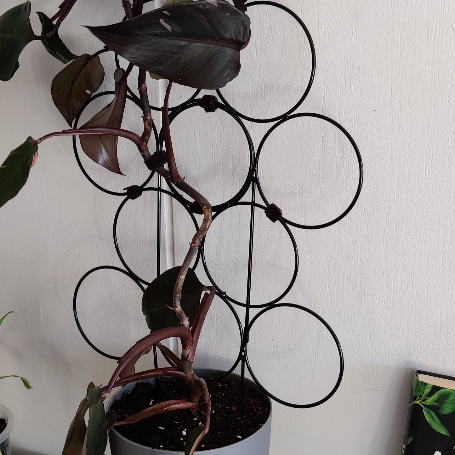 SIRKEL espalier