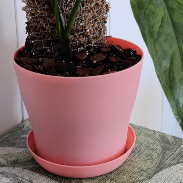 Et bilde av en rosa CANDY blomsterpotte med brett i 20 cm diameter med en Syngonium Mojito og hjemmelaget mosestokk.
