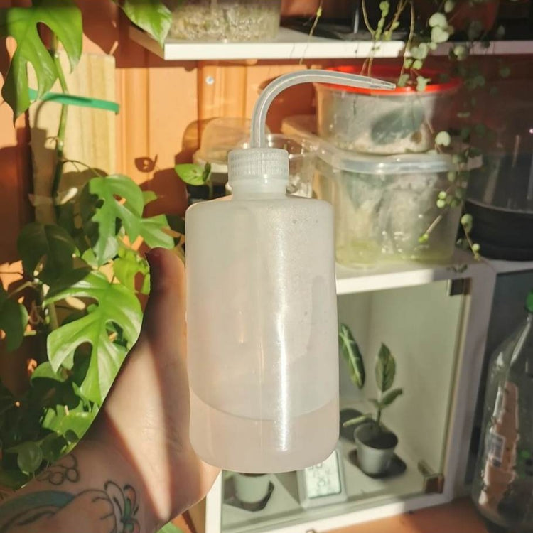 Vannkanne vist foran en oransje vegg med masse planter. Vannkanna er nesten tom, med kondens på innsiden.