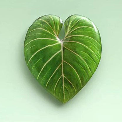 Telefongrep med plantemotiv Philodendron Gloriosum