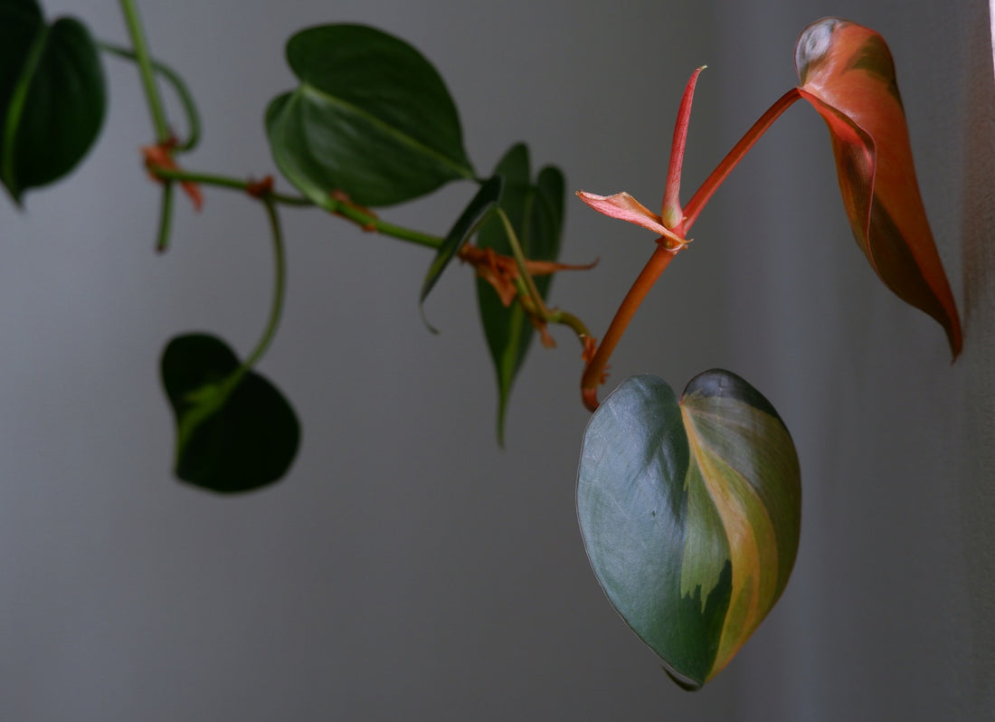 Ukens planteprofil: Philodendron