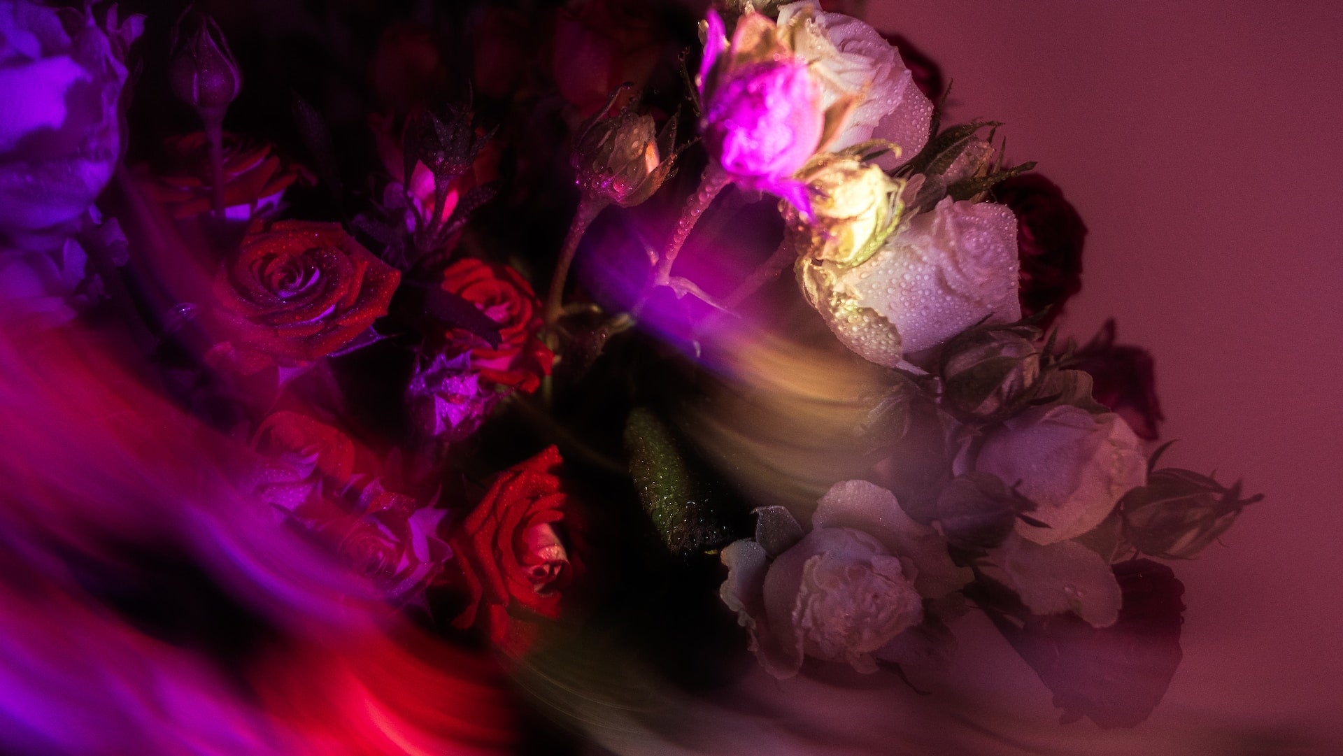 Hvordan ble roser et tegn på kjærlighet? – PlanteHjem