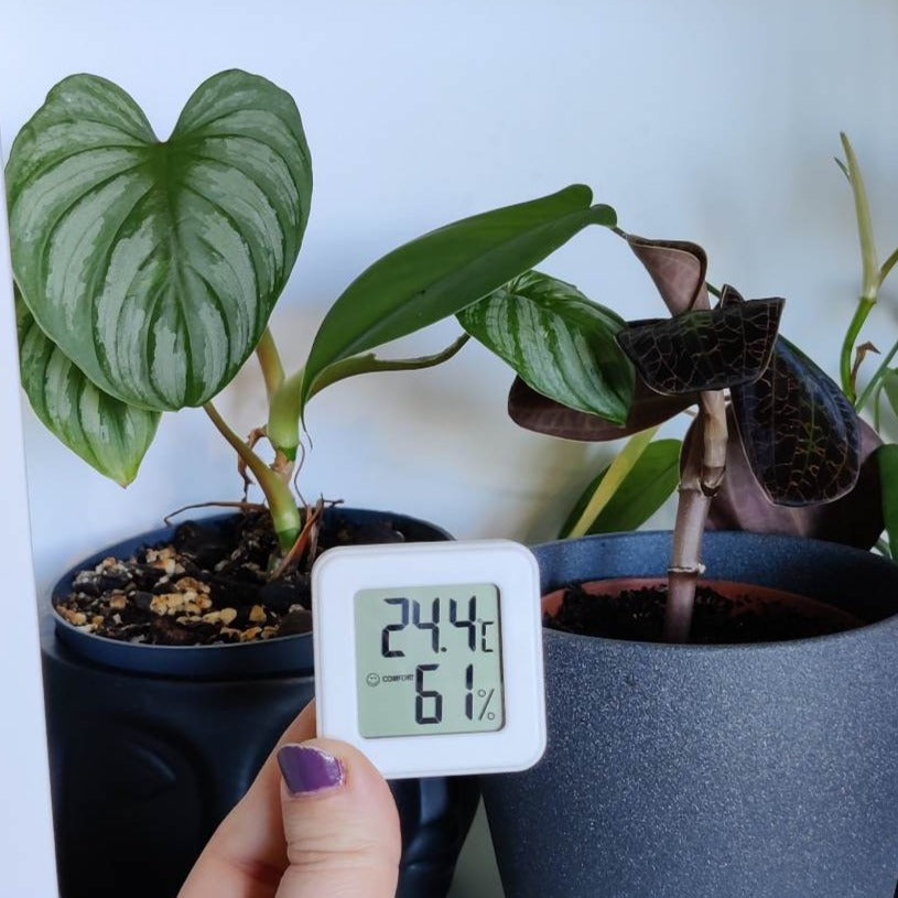 Hygrometer foran to planter som liker fuktig luft - Philodendron Mamei og en Jewel Orchid. 24.4 grader og 61% luftfuktighet.