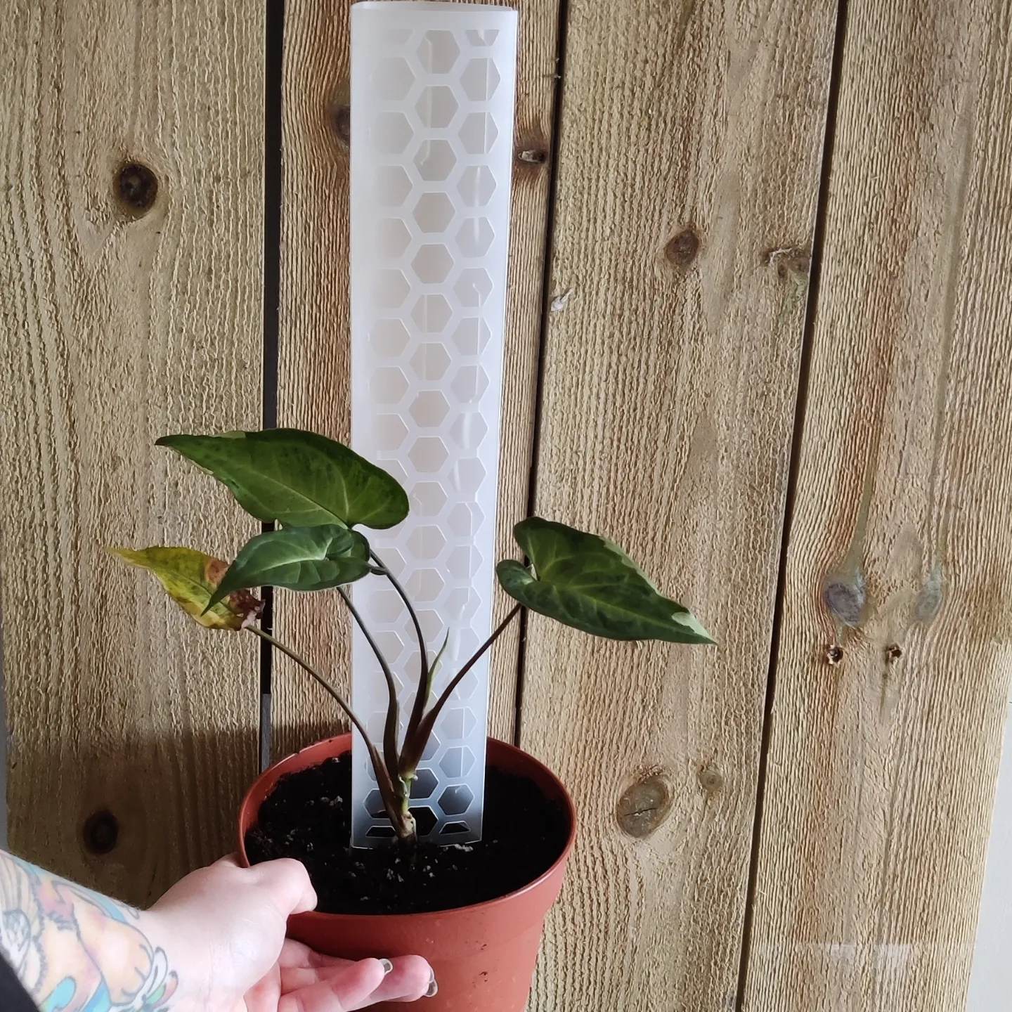 Produktbilde av en plante med en tom liten mosestokk.