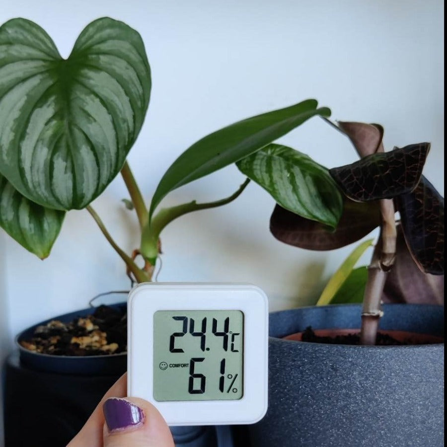 Hygrometer foran to planter som liker fuktig luft - Philodendron Mamei og en Jewel Orchid. Hygrometeret viser 24.4 grader og 61% luftfuktighet.