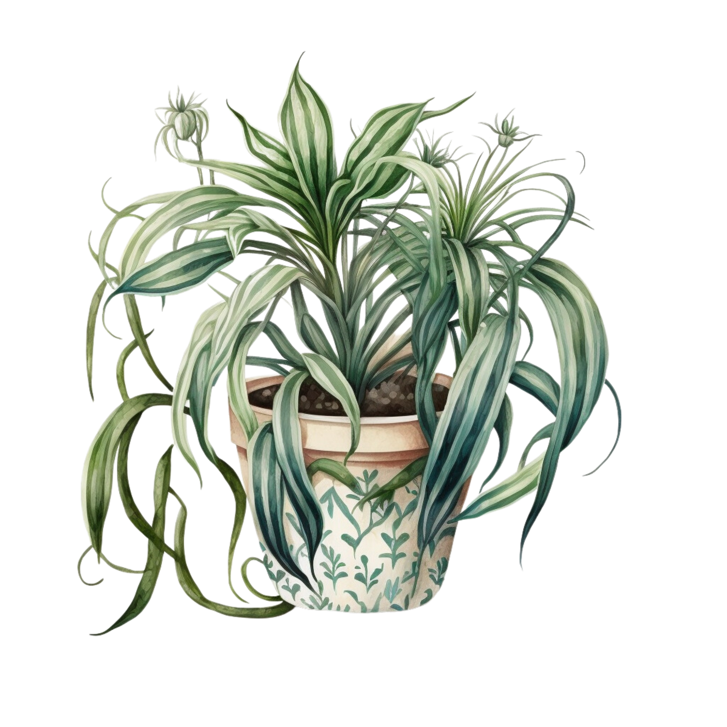 print med en spider plant i 10x15 cm eller 13x18 cm