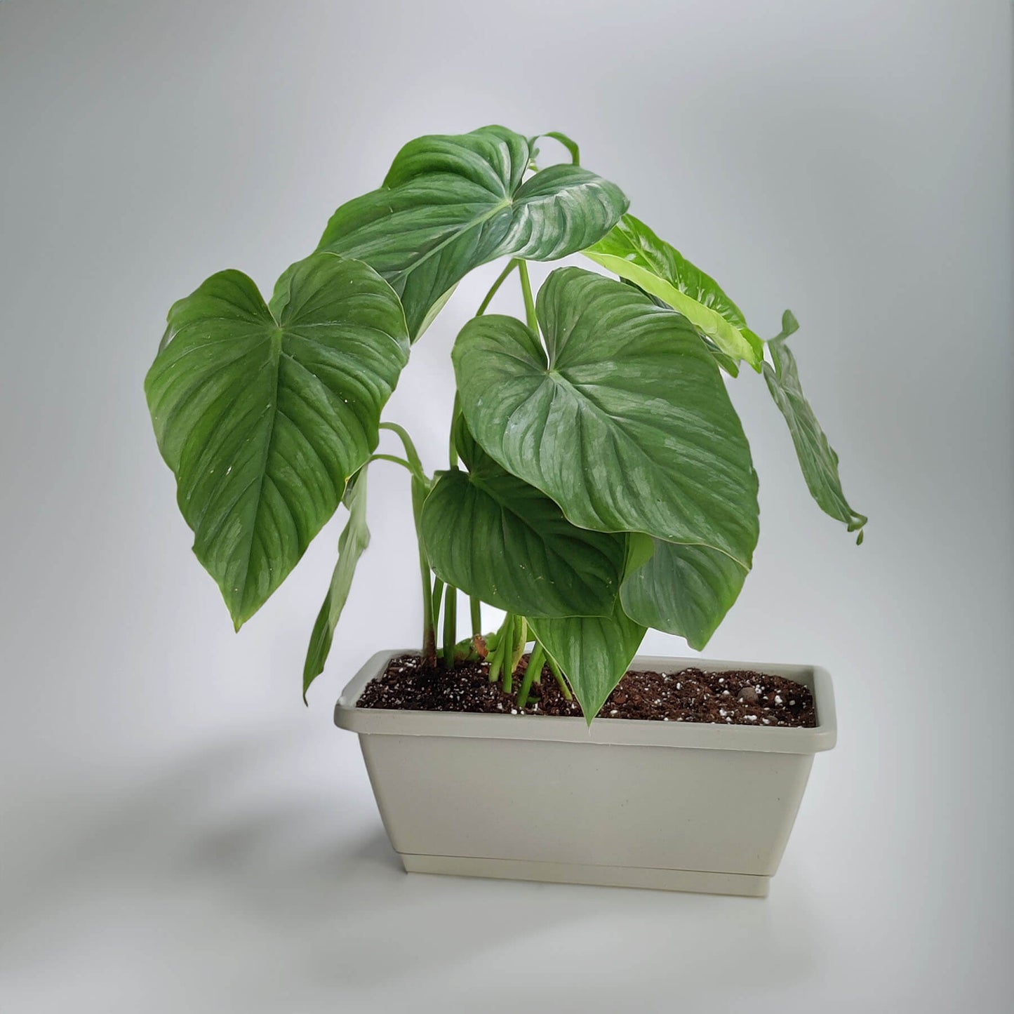 CRAWLER blomsterpotte 36 cm i fargen beige med philodendron pastazanum