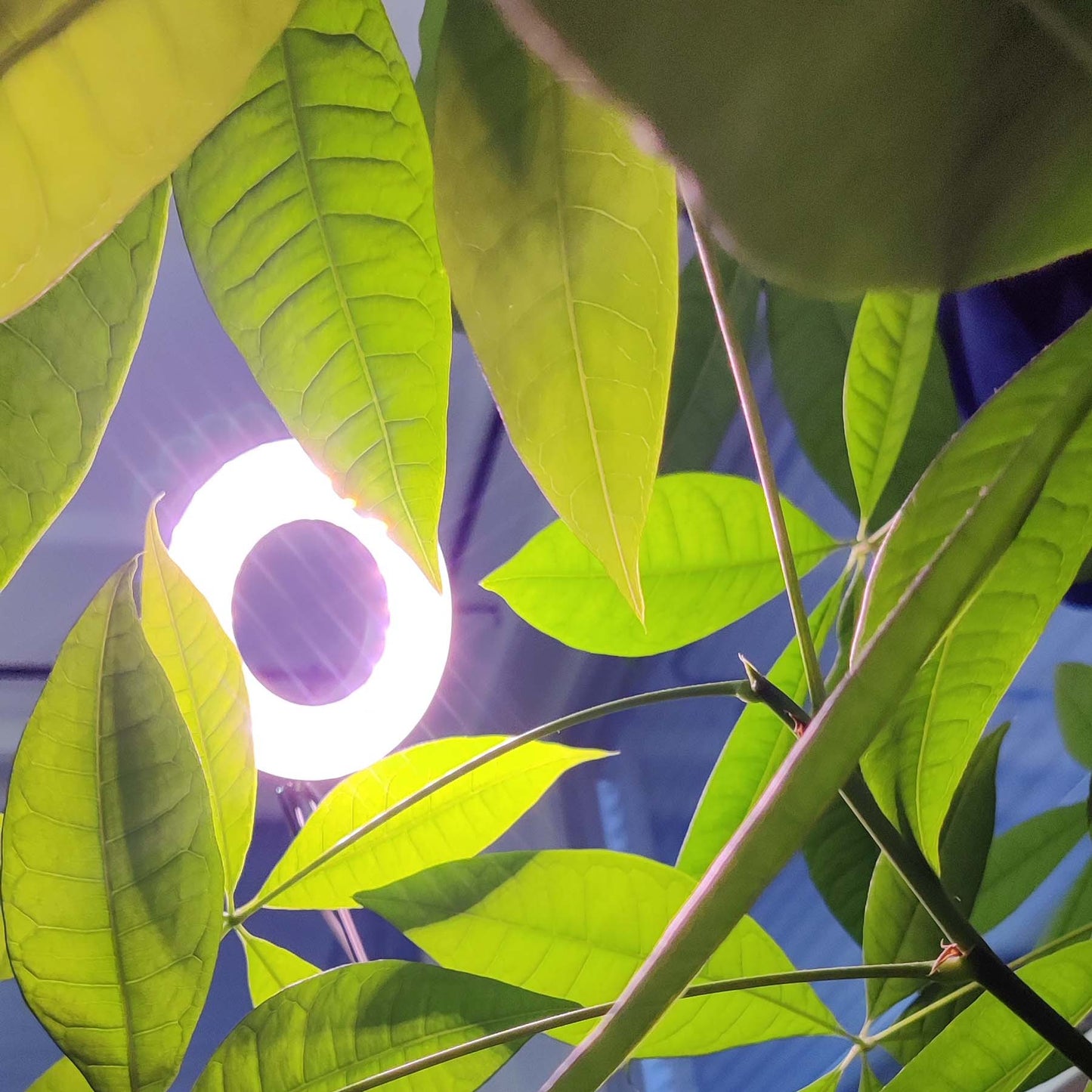 HALO plantelys har et mildt rosa skjær