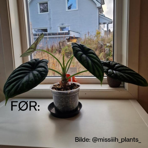 Plantestøtte
