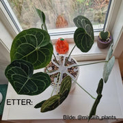 Plantestøtte