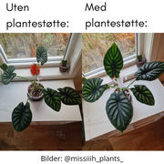 Plantestøtte