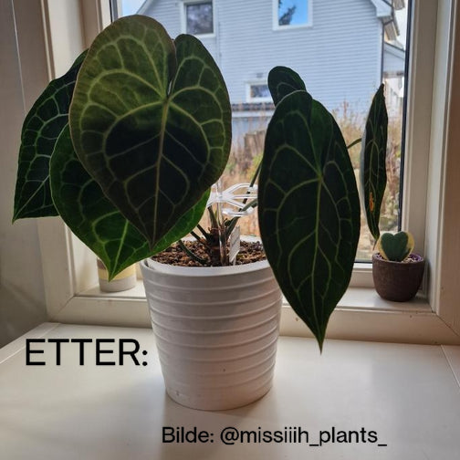 Plantestøtte