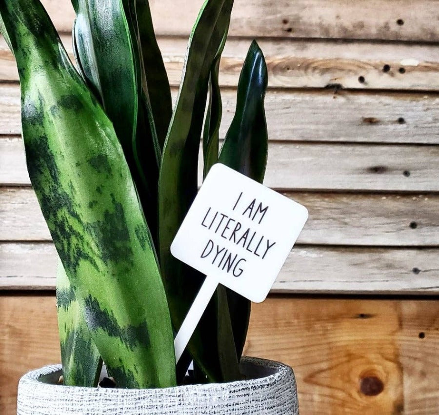 Bilde av morsomt planteskilt med teksten "I am literally dying" i en potte med en Dracaena trifasciata.