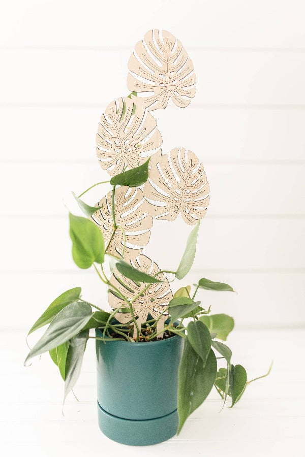 Monstera espalier med 5 monstera big form blader som klatrer oppover.