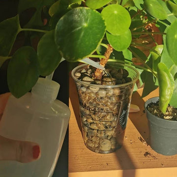 En vannkanne som denne brukes enkelt for å fylle på van til små planter, stiklinger eller hydroponiske planter. Den gjør det også enkelt å etterfylle vann i blomstervaser.