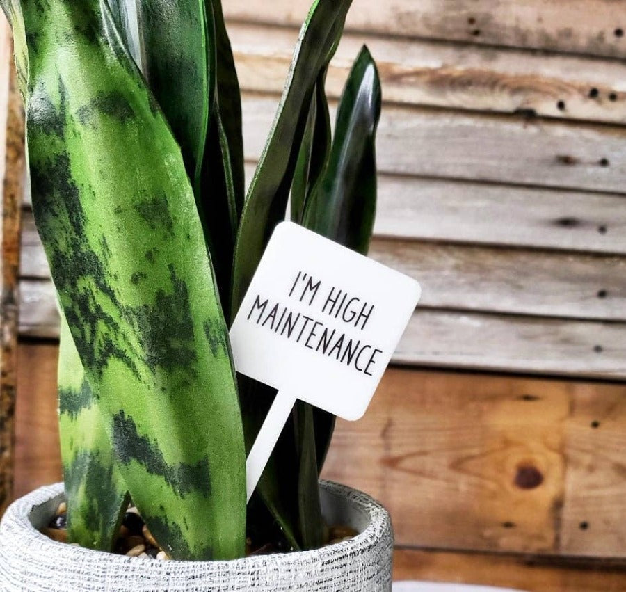 Nærbilde av morsomt planteskilt som sier "I'm high maintenance" i en potte med en Dracaena trifasciata.