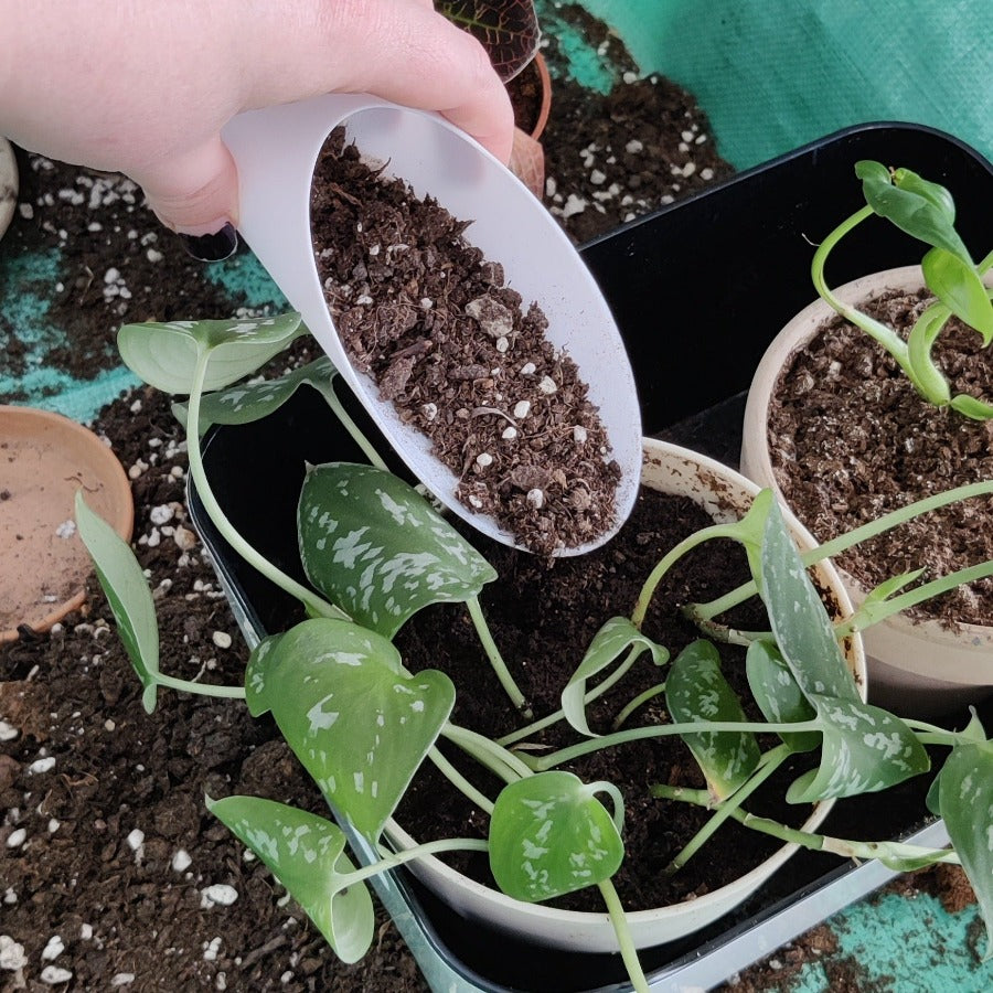 En jordøse kan brukes til å fylle på jord ved om ompotting av planter. Her fylles en jordmiks i en potte med Scindapsus Pictus.