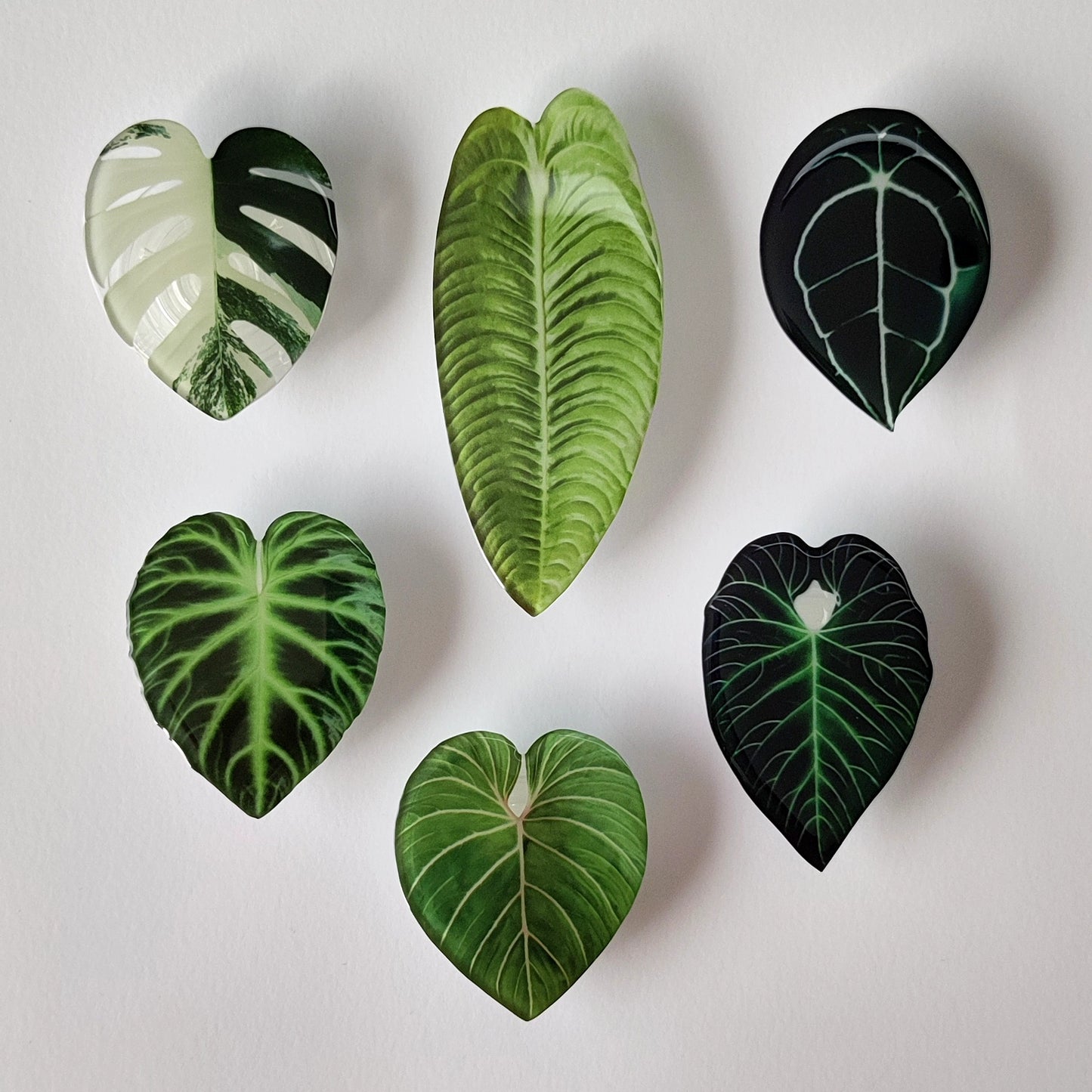 oversiktsbilde med alle design for telefongrep med plantemotiv, monstera albo variegata, philodendron gloriosum, philodendron verrucosum, anthurium veitchii, anthurium regale, anthurium forgetii