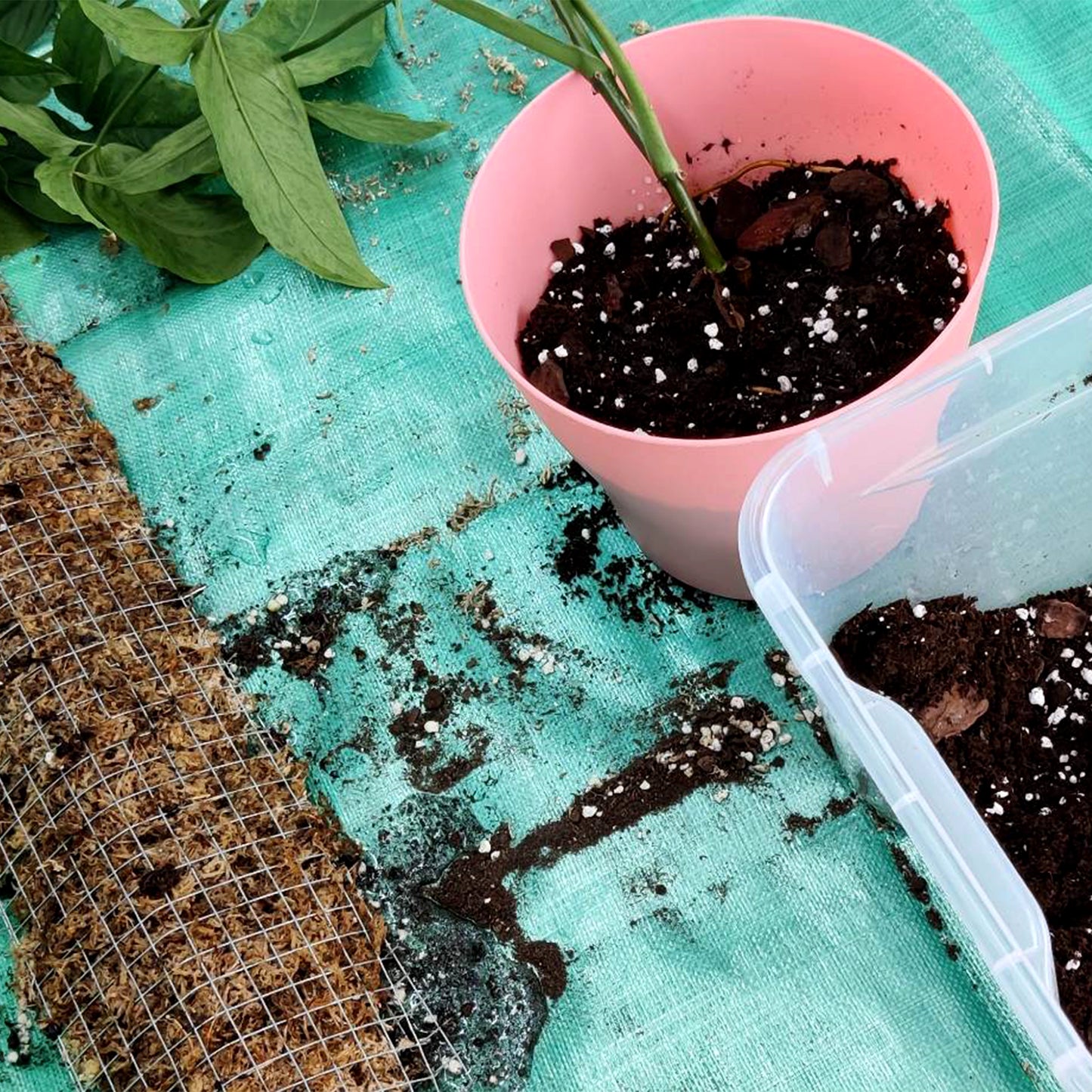 nærbilde av ompottingsmatte med planter i