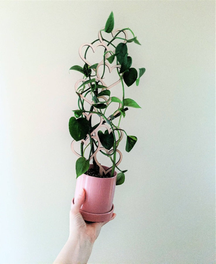 Bilde av hjerte espalier i en rosa potte med en grønn plante i. Planten klatrer opp og rundt espalieret.